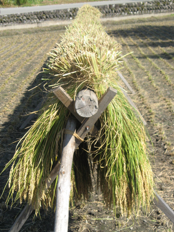 Rice plant