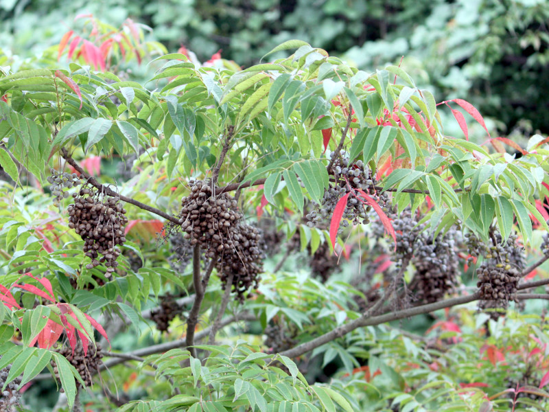 ハゼノキ Rhus Succedanea かぎけん花図鑑