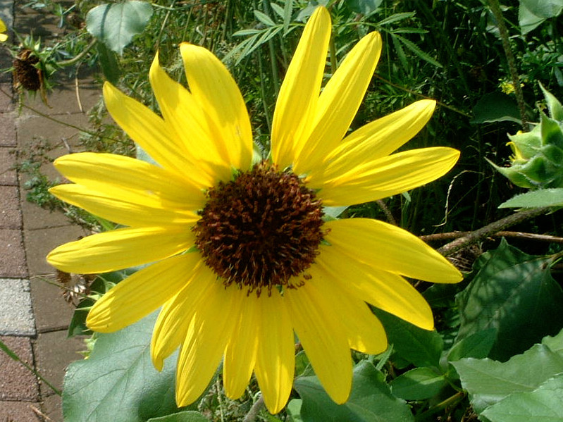 ヒメヒマワリ Helianthus Cucumerifolius かぎけん花図鑑