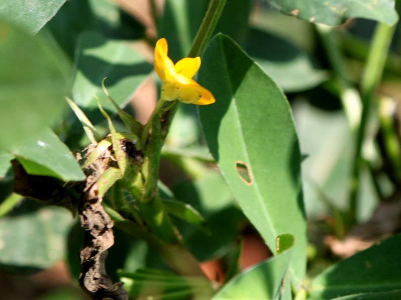 花生 Arachis Hypogaea 科技研花图画书