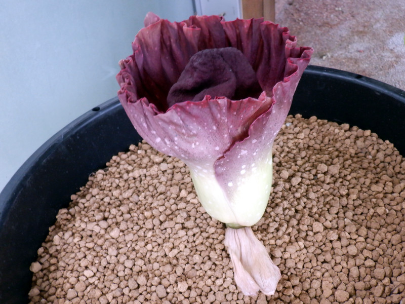 Amorphophallus paeoniifolius 