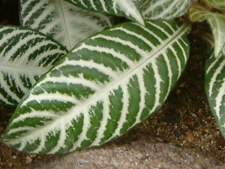 Aphelandra Dania