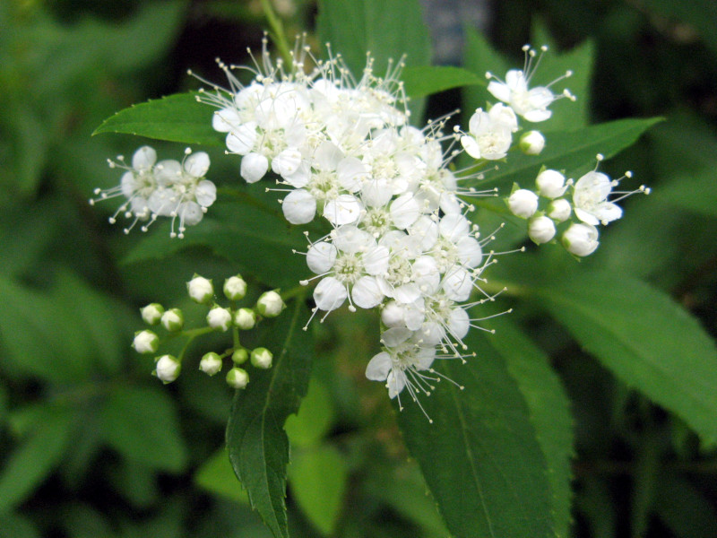 White-colored Spiraea japonica