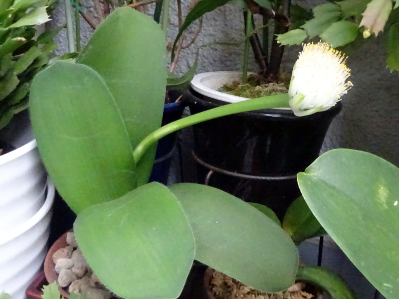 Haemanthus albiflors