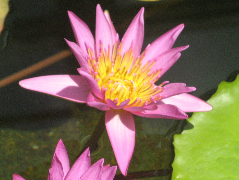 Water lily