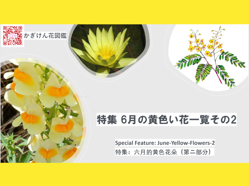 Special Feature: Yellow Flowers in June, Part 2