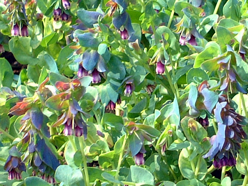 Cerinthe major