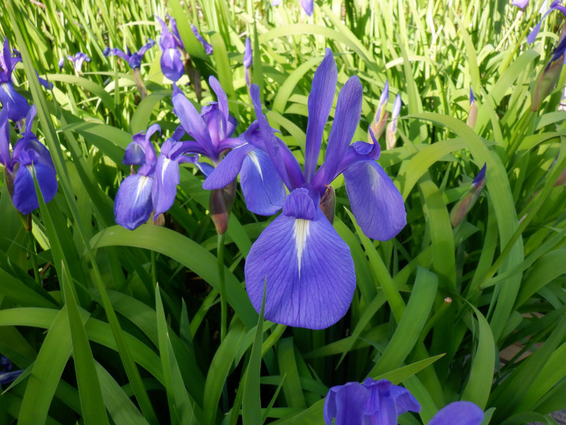 Iris lavigata