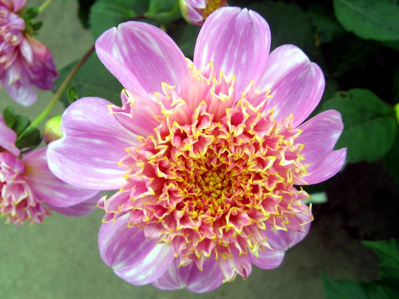 Dahlia