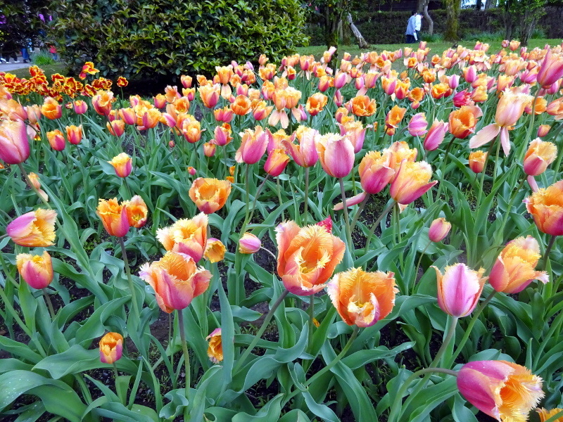 Tulipa lambada