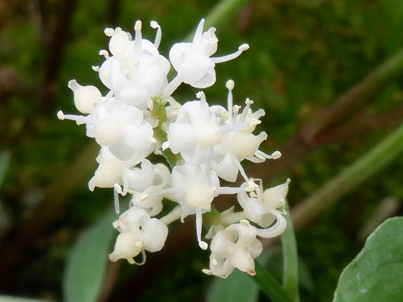 舞鹤草