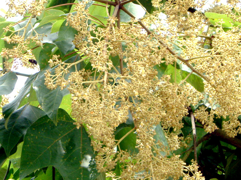 クスノキ Cinnamomum Camphora かぎけん花図鑑