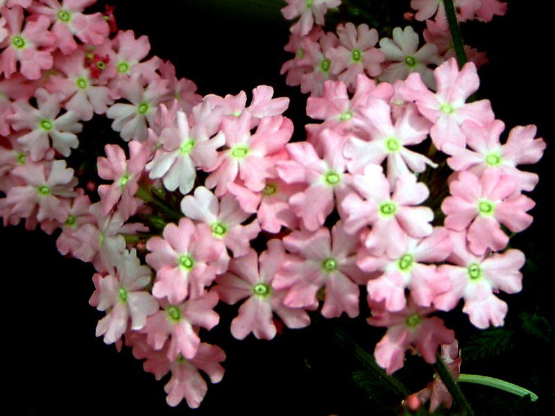 バーベナ Verbena Hybrids かぎけん花図鑑