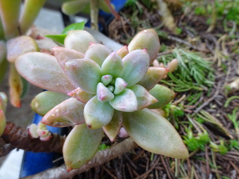 Graptopetalum paraguayense