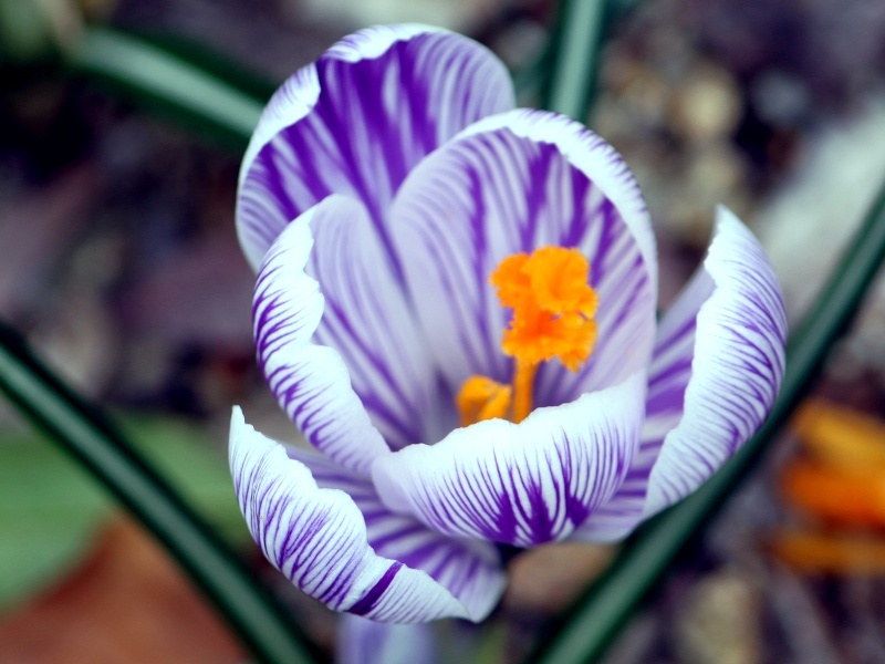 番紅花 Crocus 科技研花图画书