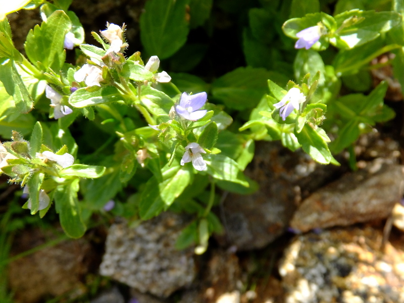 无柄荆芥 Nepeta Subsessilis 科技研花图画书