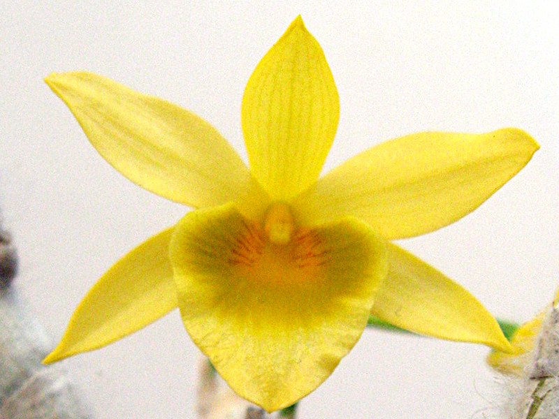 Dendrobium senile