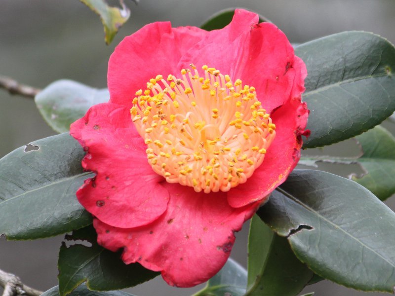 Camellia Nioibeni