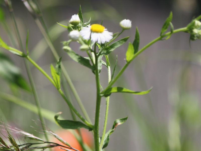 Erigeron philadelphicus