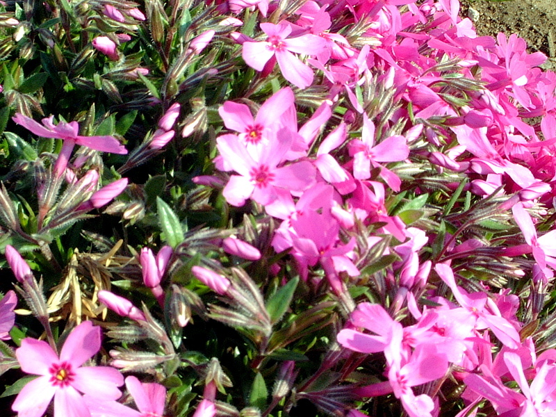 Moss phlox 