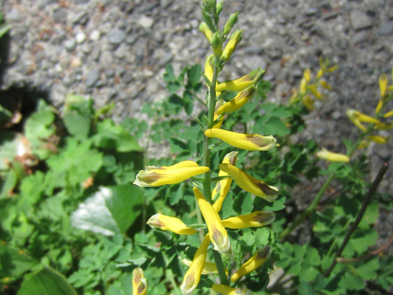 Corydalis