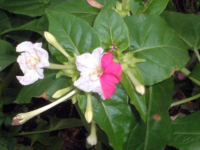 Mirabilis jalapa