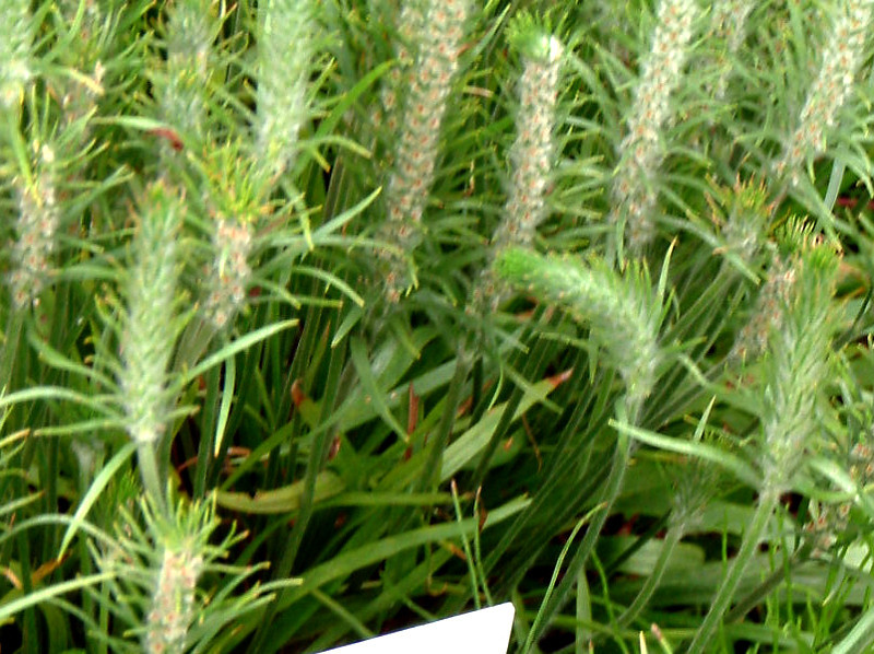 アメリカオオバコ Plantago Aristata かぎけん花図鑑