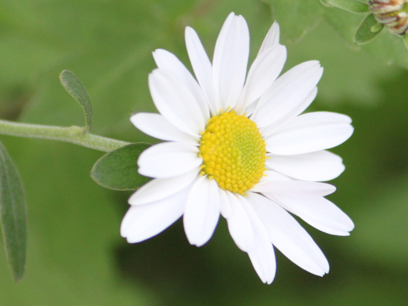 Chrysanthemum japonicum