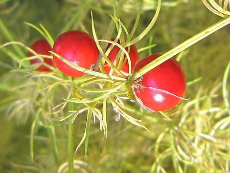 Asparagus schoberioides