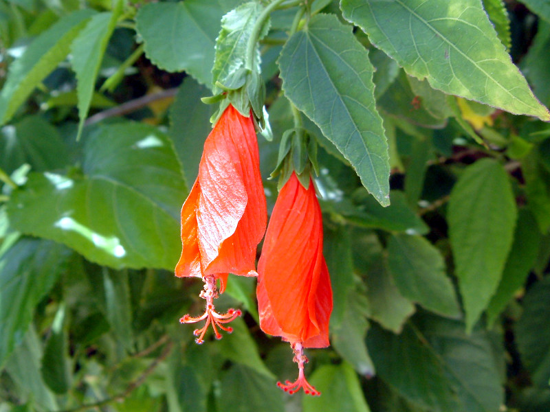 Malvaviscus arboreus