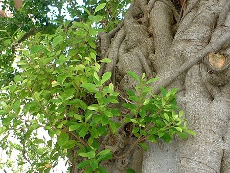 Banyan tree