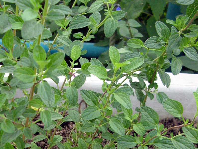 Salvia microfila 'Pink brush'