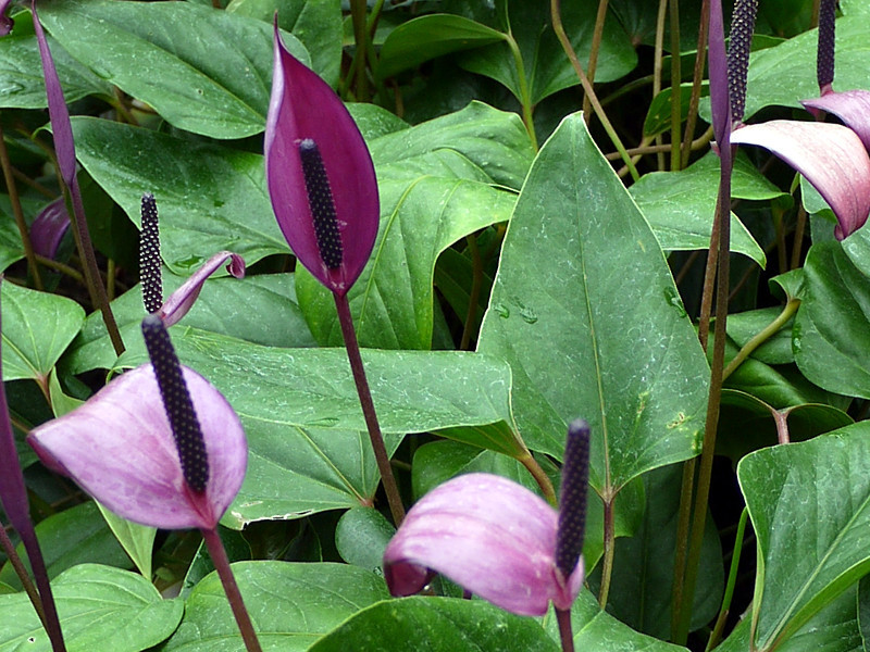 Anthurium arcs