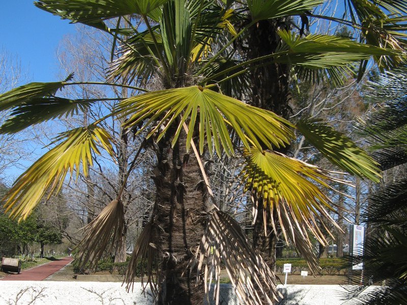 Trachycarpus wagnerianus