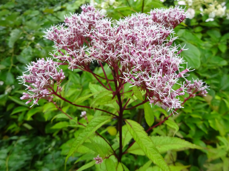 Eupatorium sachalinense