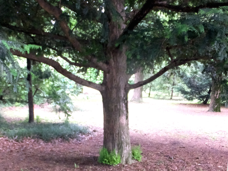 Japanese torreya