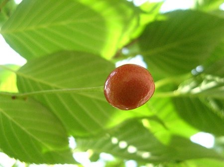 Oshima-zakura