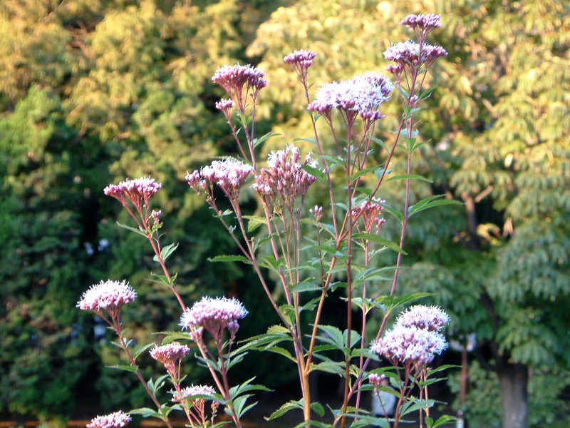 Eupatorium japonicum