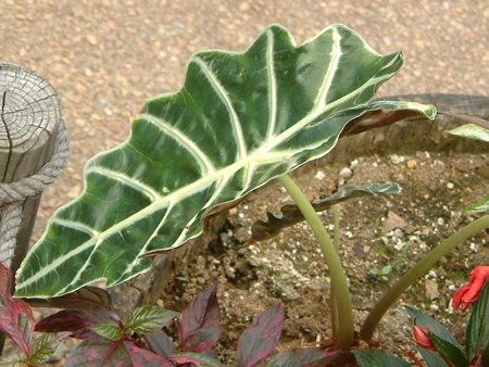 Alocasia amazonica