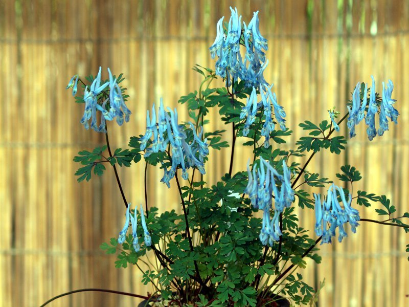 Corydalis