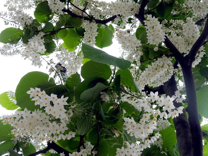 Styrax obassia