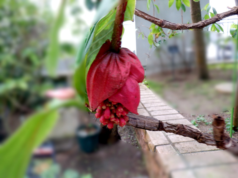 Medinilla magnifica