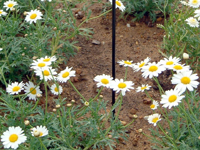 Marguerite 'Sunday ripple'