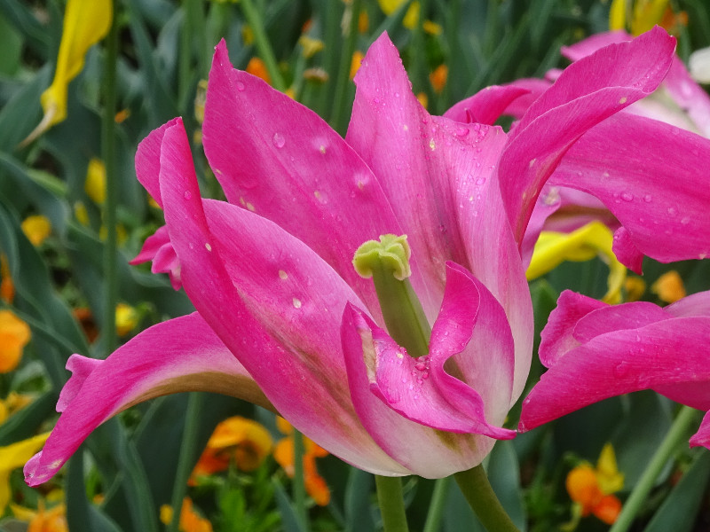 Tulip 'Florosa' 