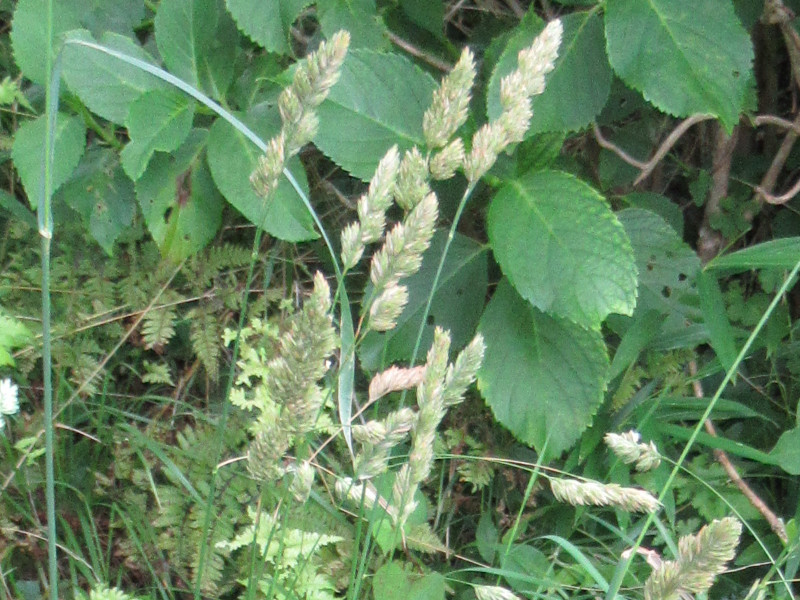 Polypogon fugax