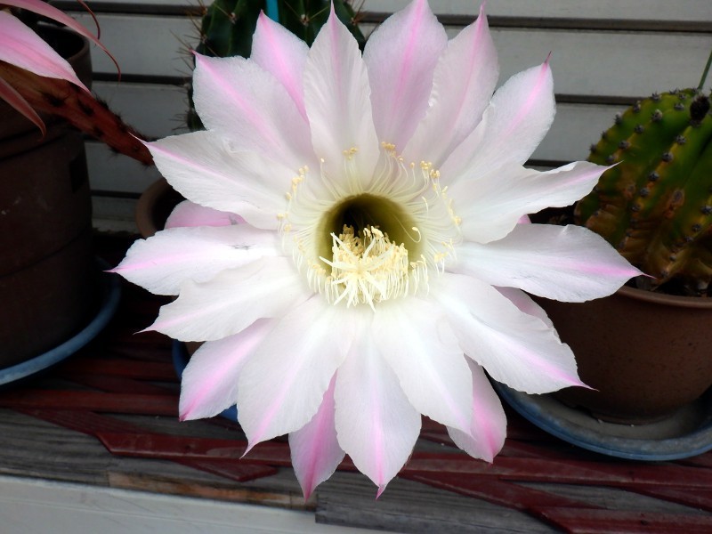 チョウセイマル Echinopsis Oxygona かぎけん花図鑑