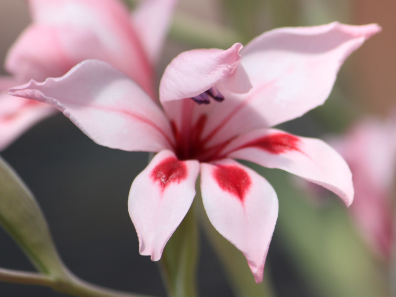 Gladiolus carneus