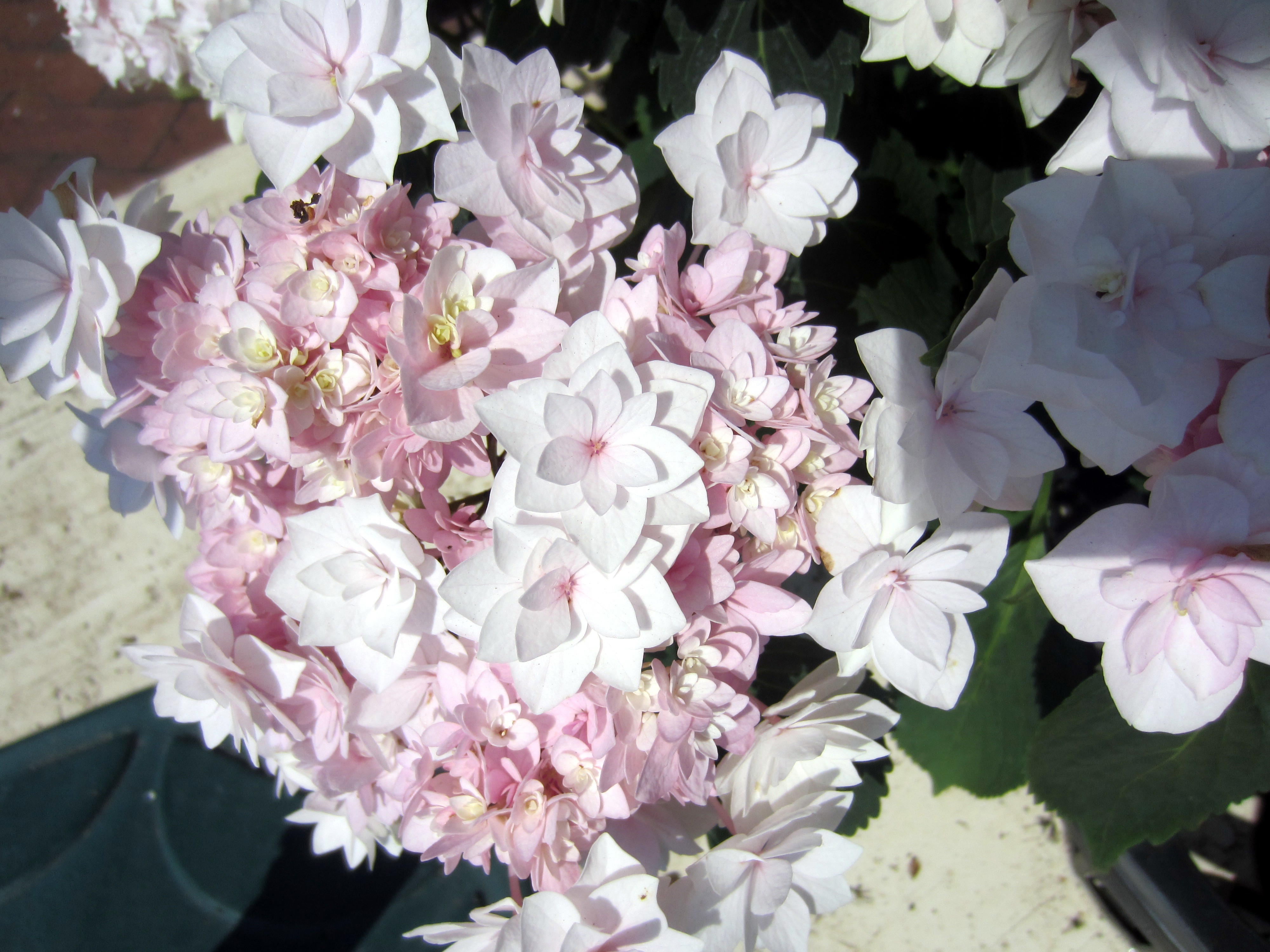 Hydrangea macrophylla