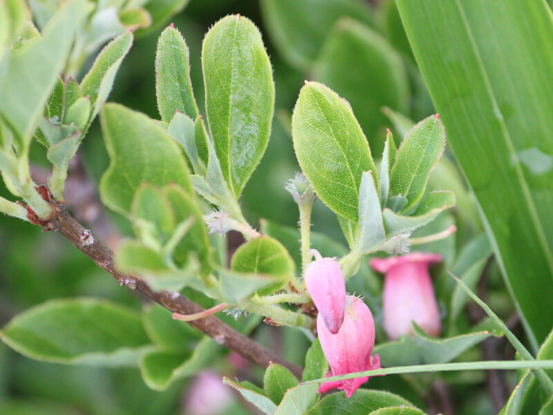 ウラジロヨウラク Menziesia Multiflora かぎけん花図鑑