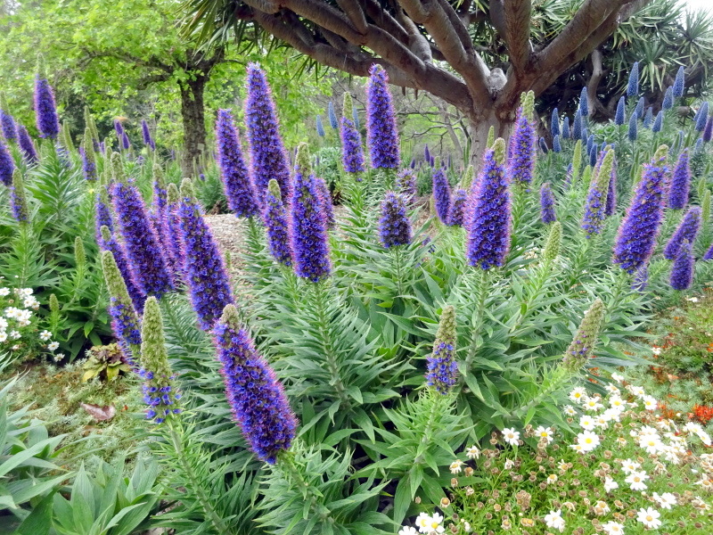 エキウム カンディカンス Echium Candicans かぎけん花図鑑